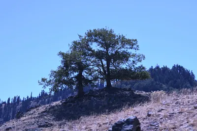 DSC_2247 (Large).JPG